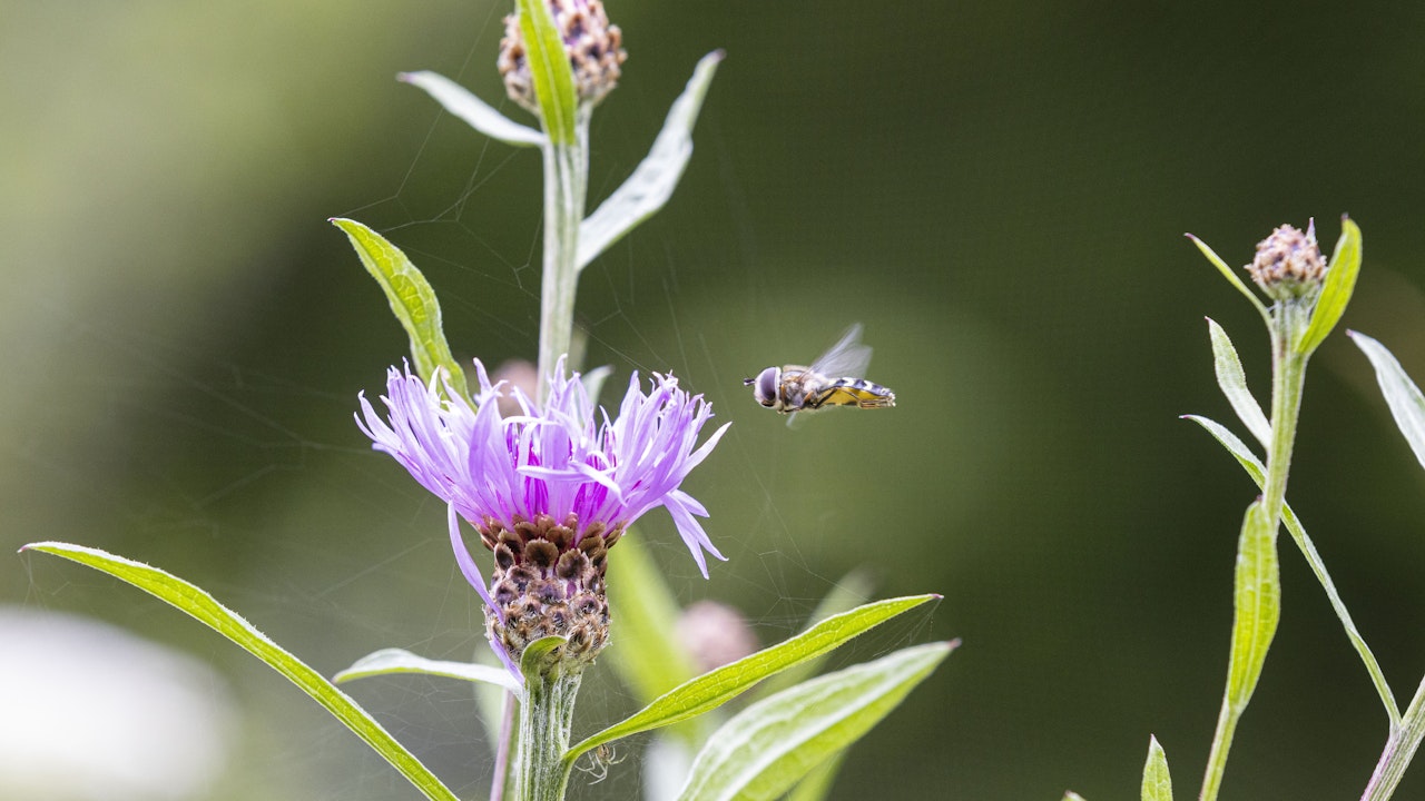 Blumenwiesen sind mehr als bunte Flächen – sie bieten Nahrung, Lebensraum und Rückzugsorte für Insekten, Vögel und Kleintiere