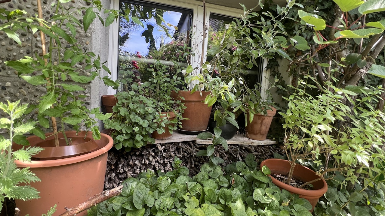 Kleinstrukturen mit Insektenfreundlichen Pflanzen in Töpfen und Holzbeigen sind wichtige Trittsteine für Insekten und Reptilien