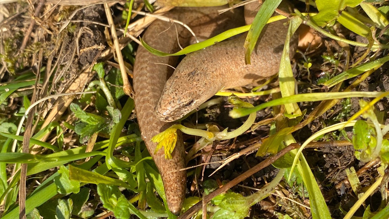 Hauskatzen jagen nicht nur Vögel: Auch Blindschleichen zählen zu ihren typischen Beutetieren.
