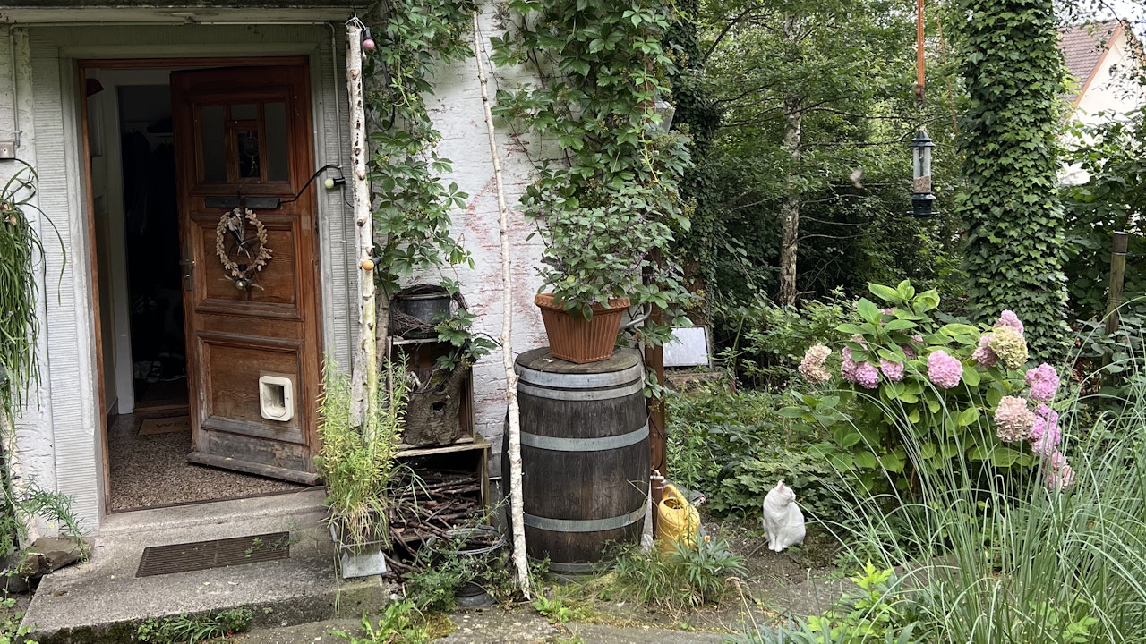 Wilder Wein eignet sich besonders gut für Fassadenbegrünung.