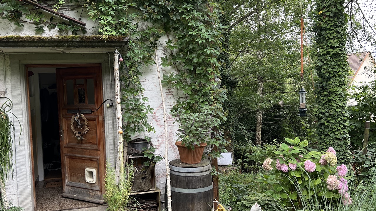 La vigne sauvage se prête particulièrement bien à la végétalisation de façades.