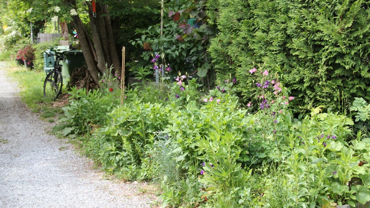 Krautsaum zwischen unversiegeltem Weg und Hecke (Bäckereiweg, Bern)