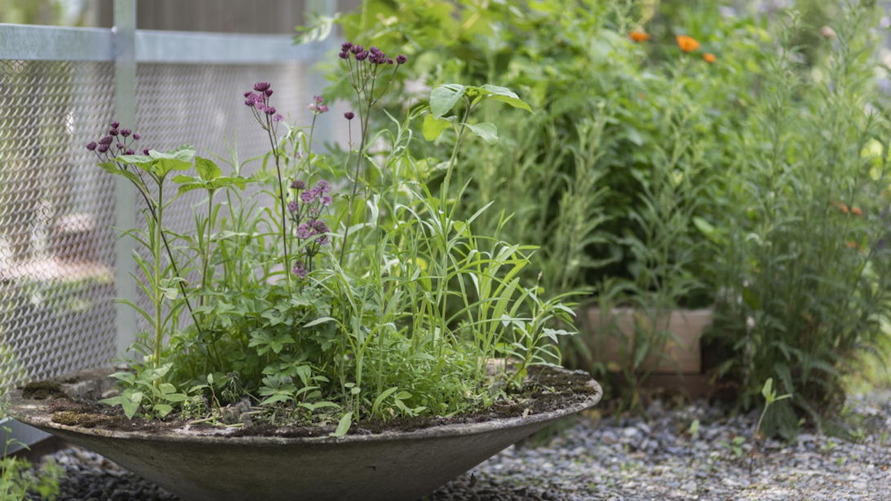 Der Dachgarten ist blütenreich und bietet Insekten abwechslungsreiche Nahrung.