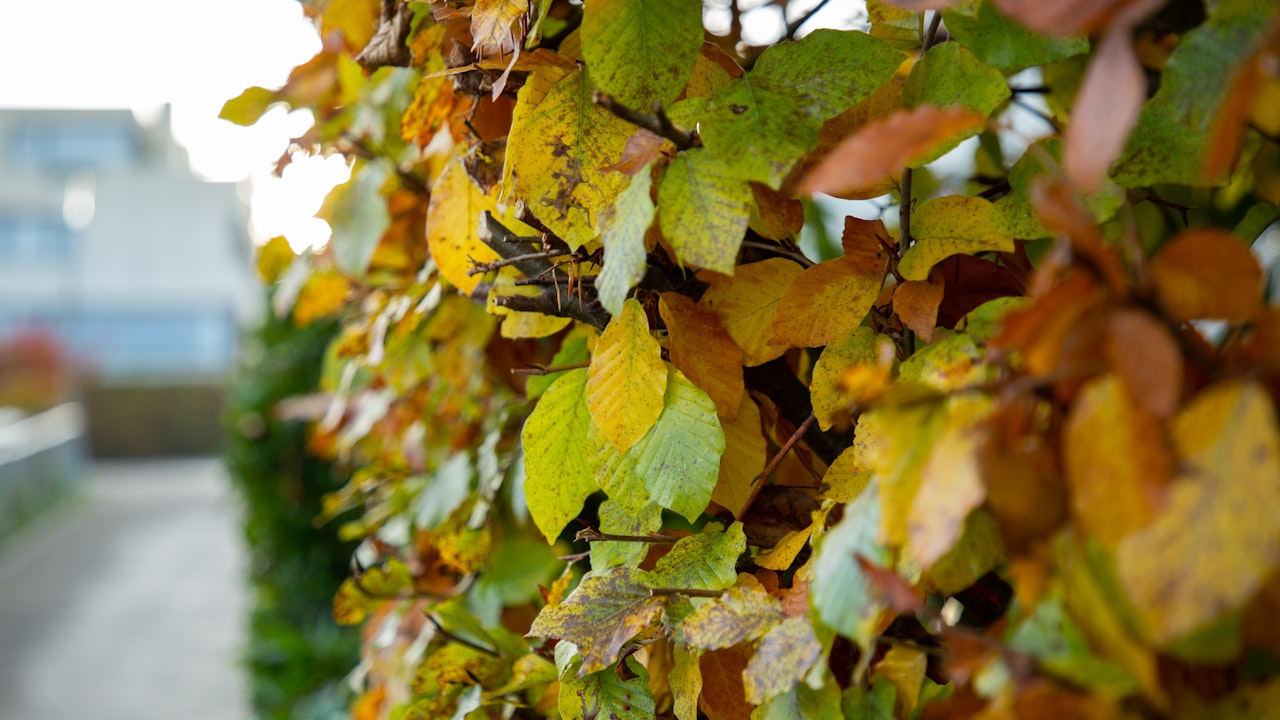 Wildhecken begeistern im Frühling mit Blütenpracht und im Herbst mit farbenfrohem Laub.