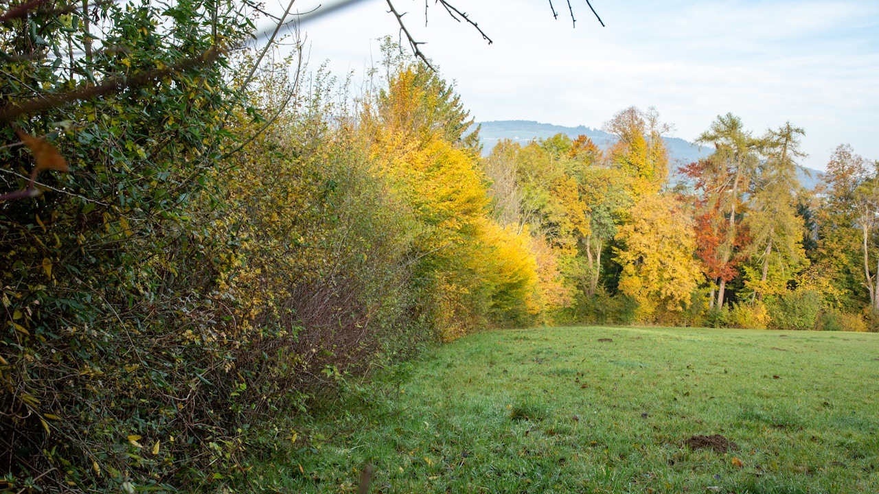 Siepe selvatica ai margini del bosco in autunno - uno spazio vitale importante e interconnesso per uccelli, insetti e piccoli mammiferi