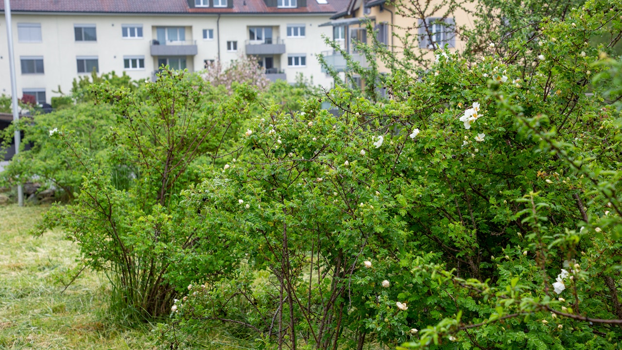 Wildhecken fördern Biodiversität, verbessern das Mikroklima und vernetzen Grünflächen im Siedlungsraum.