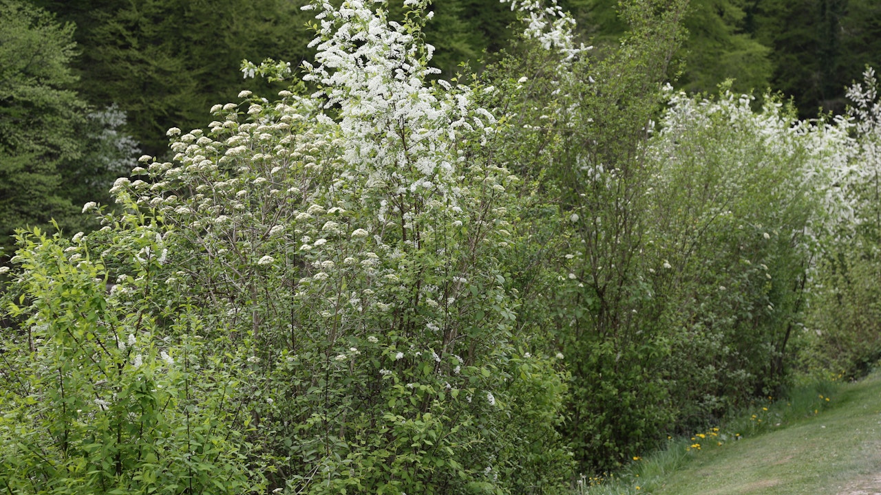Wildhecke mit blühender Traubenkirsche im April (Aareufer, Bremgarten bei Bern)