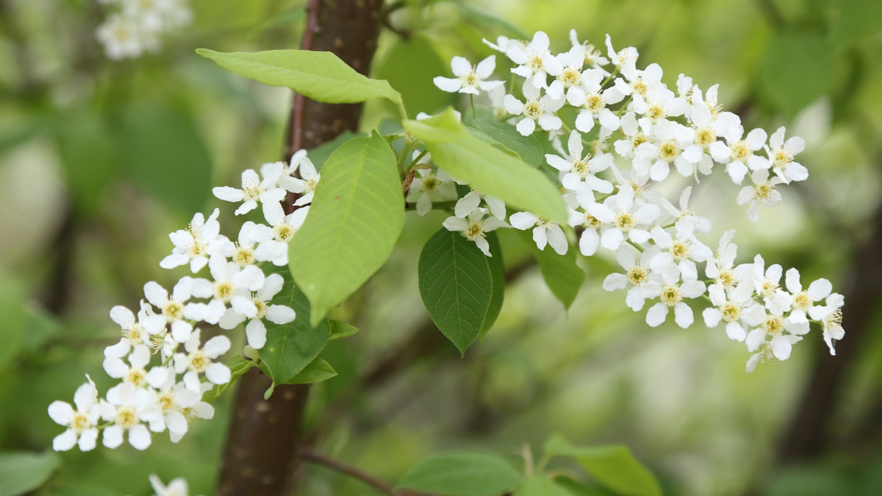 Die Traubenkirsche ist im Frühling und im Herbst auffällig attraktiv: Sie blüht wunderschön, duftet stark und ihre Blätter erhalten eine leuchtendrote Herbstfärbung.