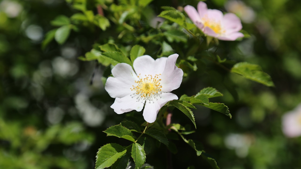 Im Gegensatz zu den sterilen Gartenrosen (gefüllte Blüten) bieten heimische Wildrosen mit ihren Früchten (Hagebutten) Nahrung für mehr als 50 Vogel- und Säugetierarten.