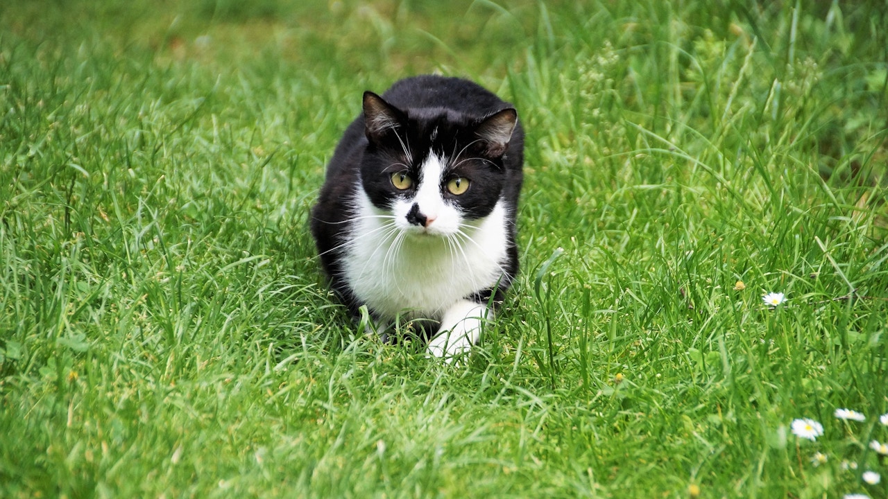 Katzen jagen nicht nur Mäuse, sondern auch Vögel, Eidechsen, Amphibien und sogar Fledermäuse. In katzendichten Gebieten mit wenigen Rückzugsorten kann ihr Jagdverhalten lokale Tierpopulationen gefährden.