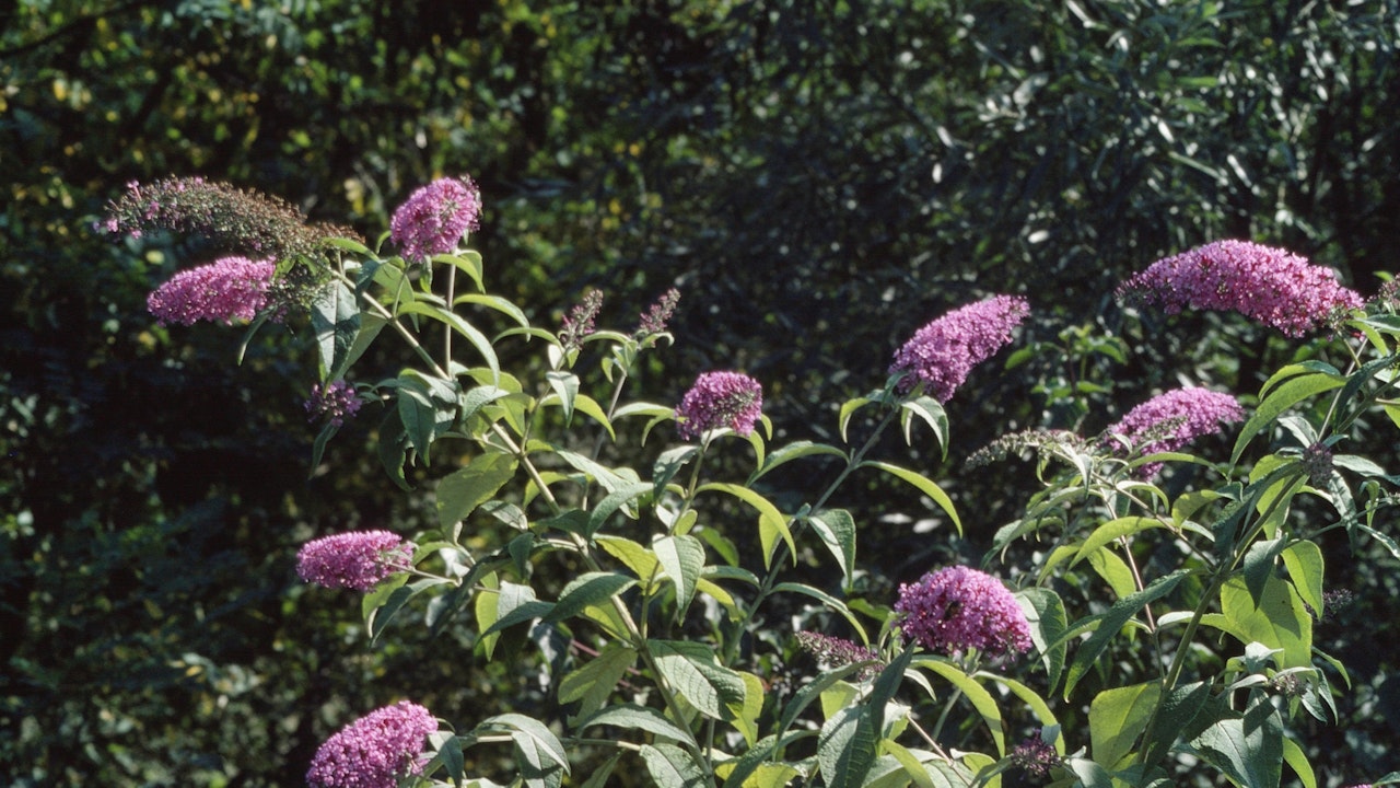 Sommerflieder (Buddleja davidii)