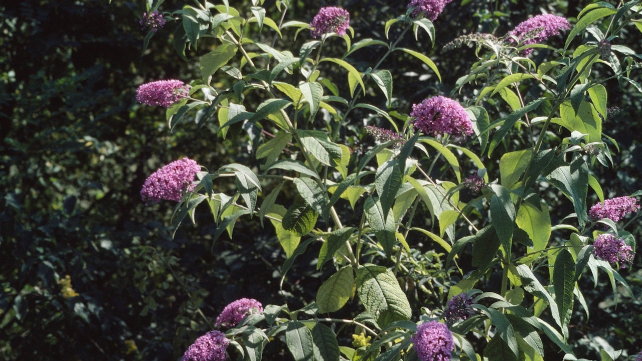 Arbusto delle farballe (Buddleja davidii)