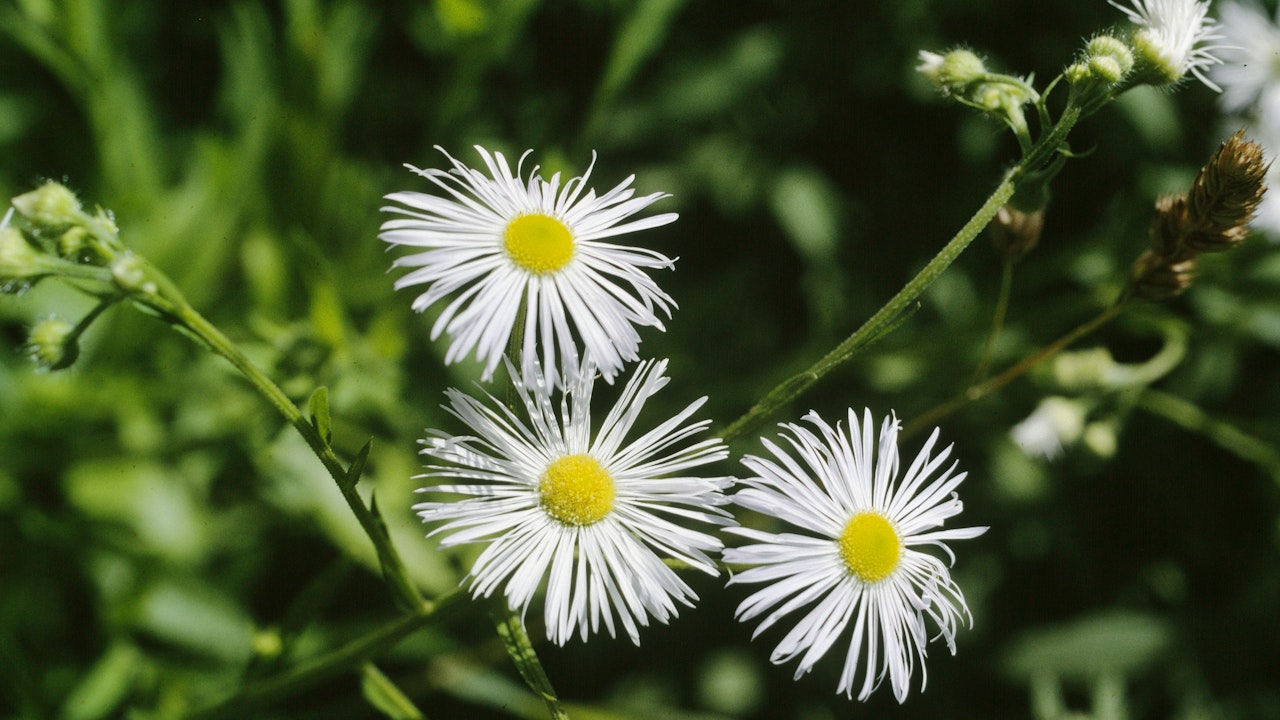 Einjährige Berufkraut (Erigeron annuus)