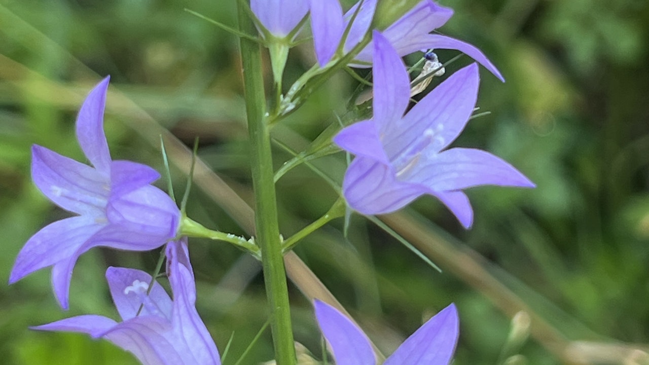 Die Glockenblumen-Scherenbiene ist auf Glockenblumen angewiesen – darum lohnt es sich, diese gezielt im Garten zu pflanzen.