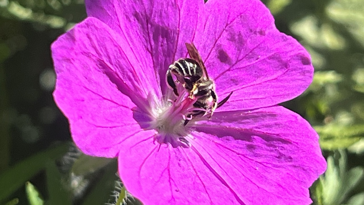 Der Storchenschnabel ist beliebt bei vielen Insekten.