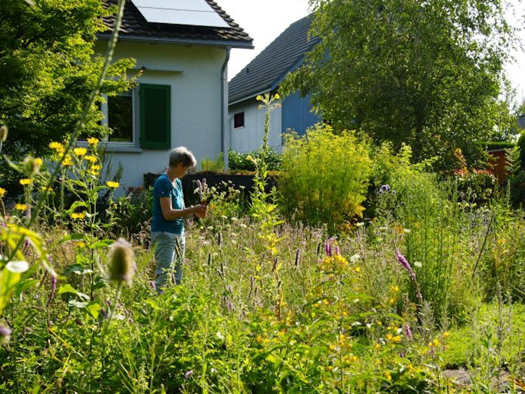 Naturgarten in Kesswil. Bild: Isabella Sedivy. Frau bindet Blumenstrauss in der Blumenwiese in ihrem Garten