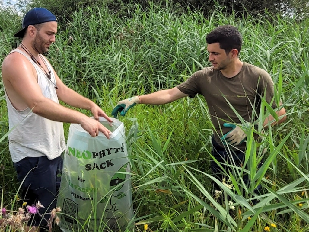 Bekämpfung von Goldruten mit dem Thurgauer Neophytensack. Bild: Stephan Steger. Zwei Männer entsorgen Goldruten im Thurgauer Neophytensack