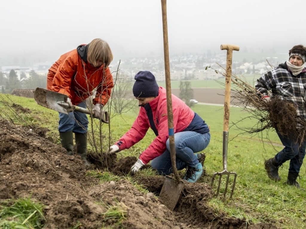 Pflanzen einer Wildhecke in Eschlikon. Bild: Esther Michel. Drei Frauen pflanzen junge Sträucher.