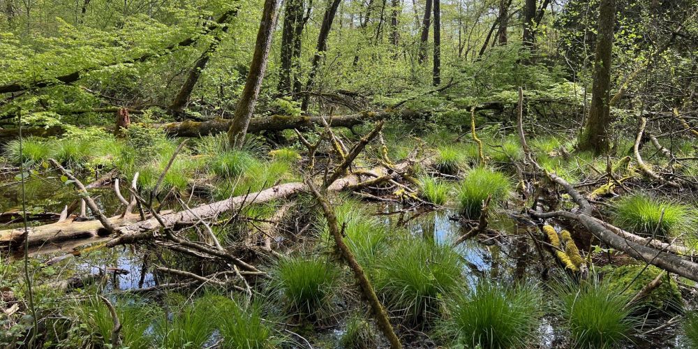 Stehendes Wasser in einem Bruchwald.