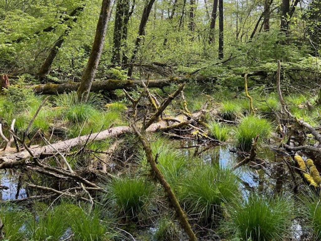 Bruchwald im Kanton Thurgau. Bild: Ruedi Lengweiler. Stehendes Wasser in einem Bruchwald.