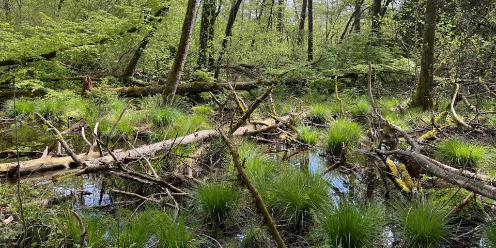 Stehendes Wasser in einem Bruchwald.