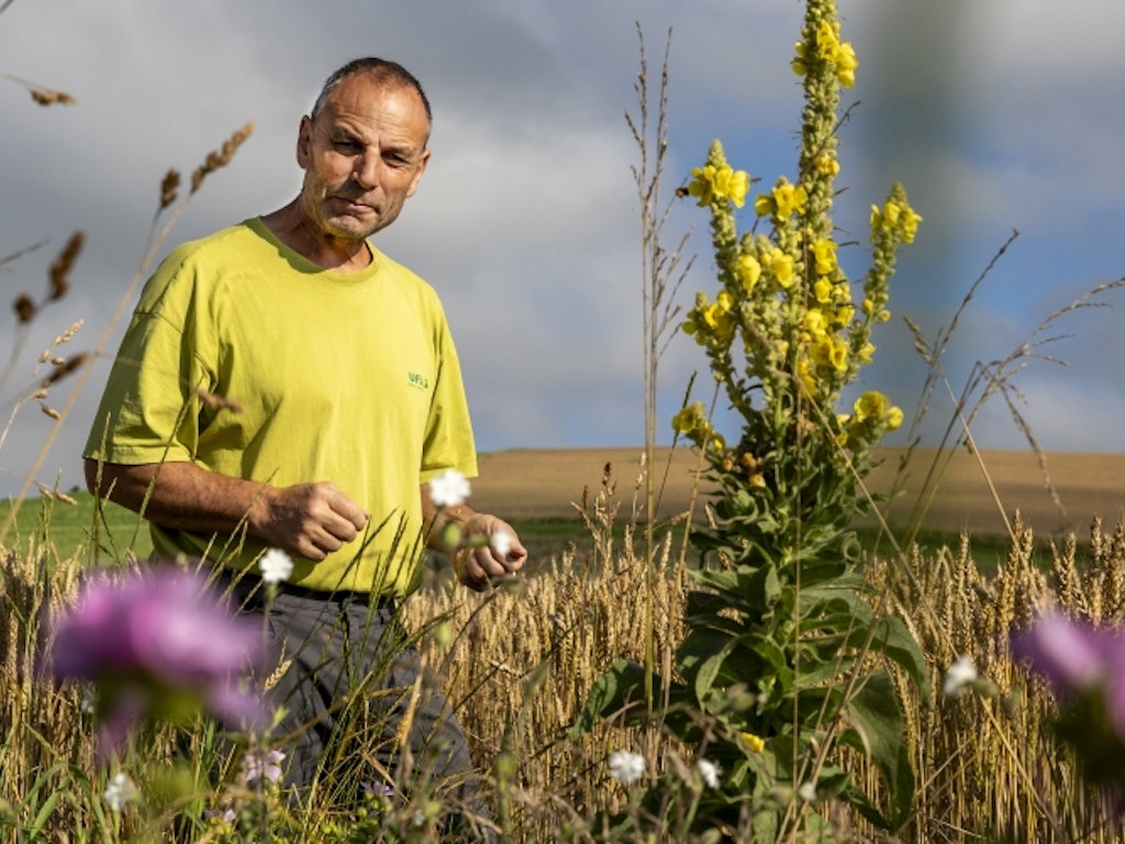 Biodiversität dank weiten Reihen im Getreide. Bild: Esther Michel. Bauer in seinem Getreidefeld mit Königskerze und weiteren Wildblumen im Vordergrund.