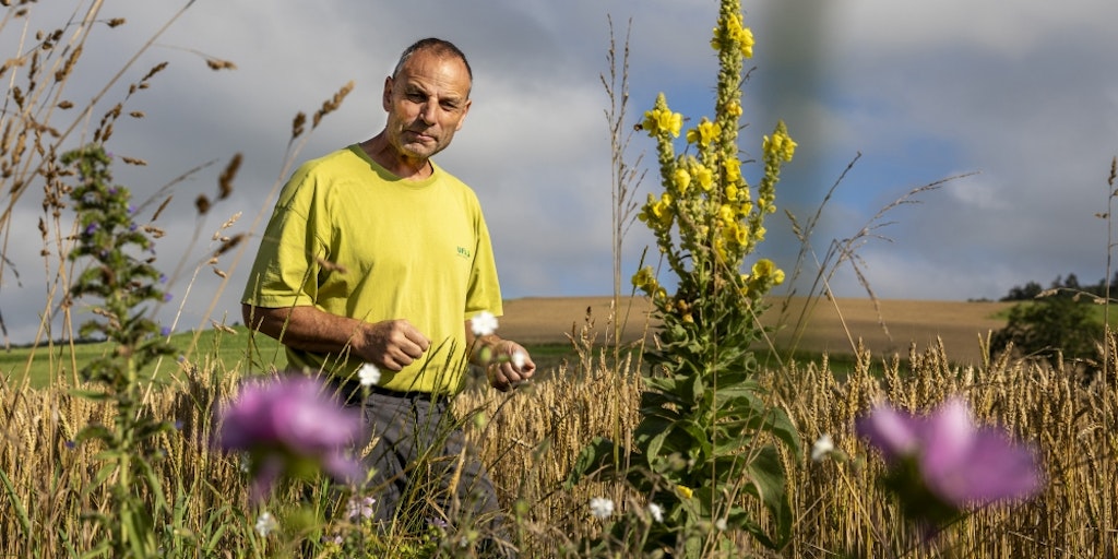 Bauer in seinem Getreidefeld mit Königskerze und weiteren Wildblumen im Vordergrund.