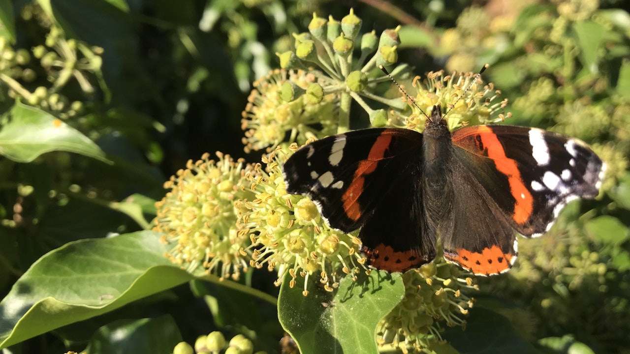 Vor allem im Herbst saugen die Falter gerne an Fallobst und Efeublüten. Die Raupen hingegen ernähren sich ausschließlich von Brennnesseln.