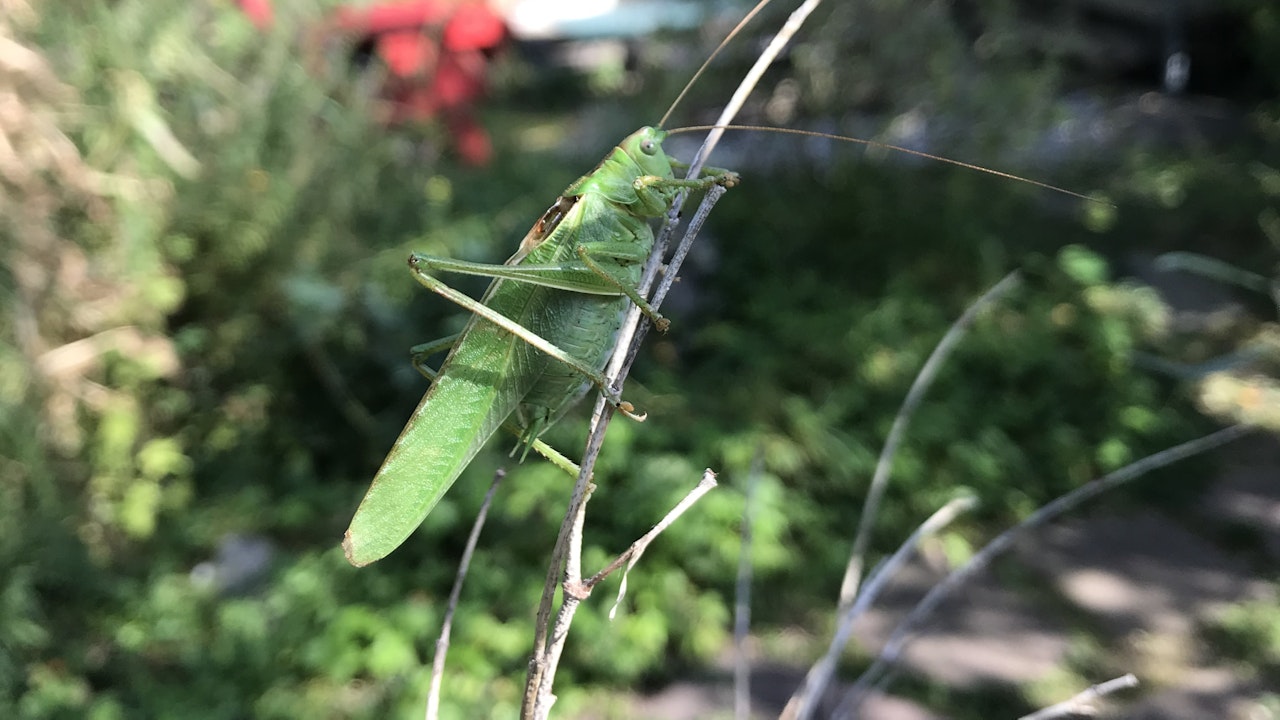 Das "Grüne Heupferd" (Tettigonia viridissima) ist eine häufige Heuschreckenart in Mitteleuropa, die man oft auf Wiesen, an Waldrändern und in Gärten beobachten kann.