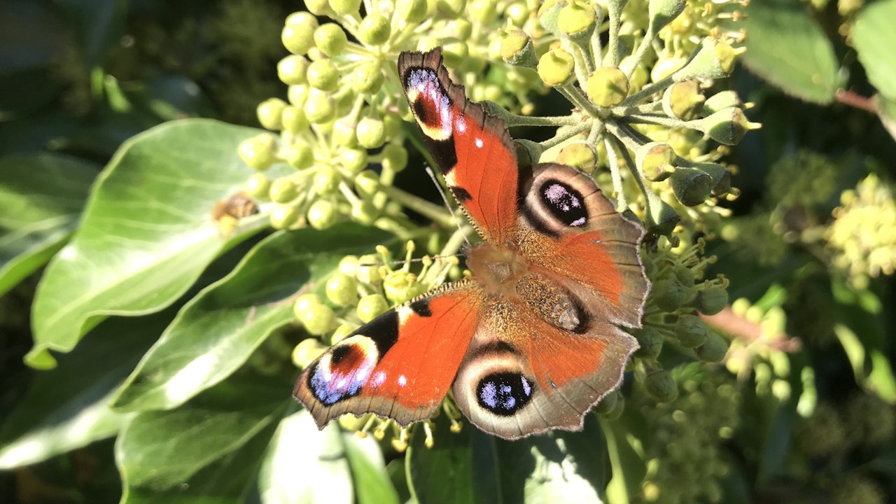 Das Tagpfauenauge ist oft am Efeu zu finden, da dieser im Herbst blüht und somit eine wichtige Nahrungsquelle für den Schmetterling darstellt, der sich von Nektar ernährt.