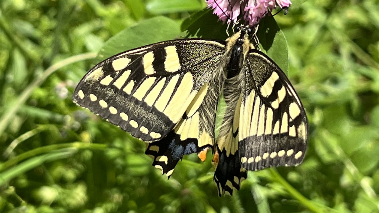 Als Nektarpflanze fliegt der Schwalbenschwanz gerne Löwenzahn, Gundermann, Wiesen-Witwenblume, Natternkopf, Schmetterlingsflieder, Rot-Klee oder Distelarten an.