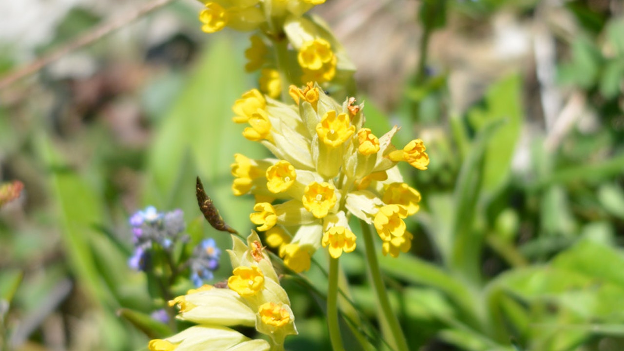 Primevère officinale