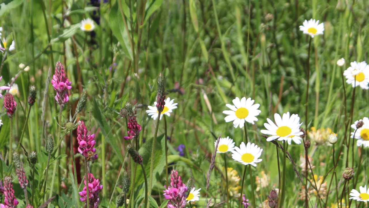 Prairies fleuries