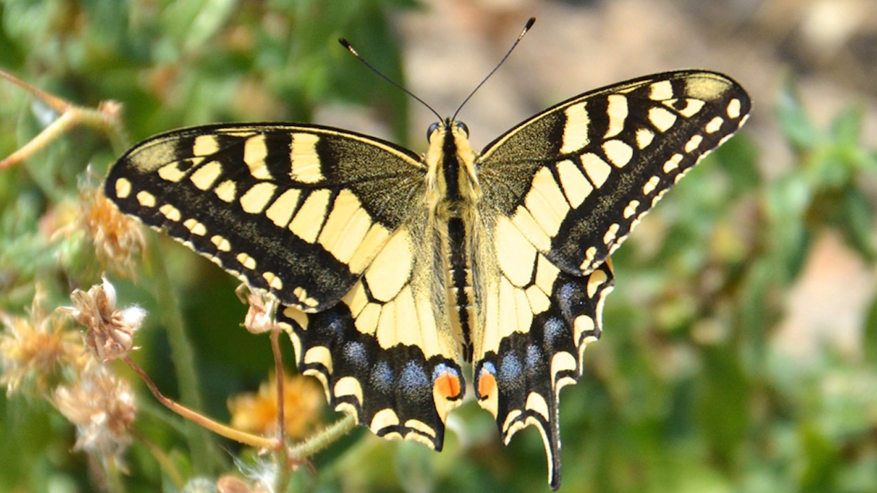 Machaon