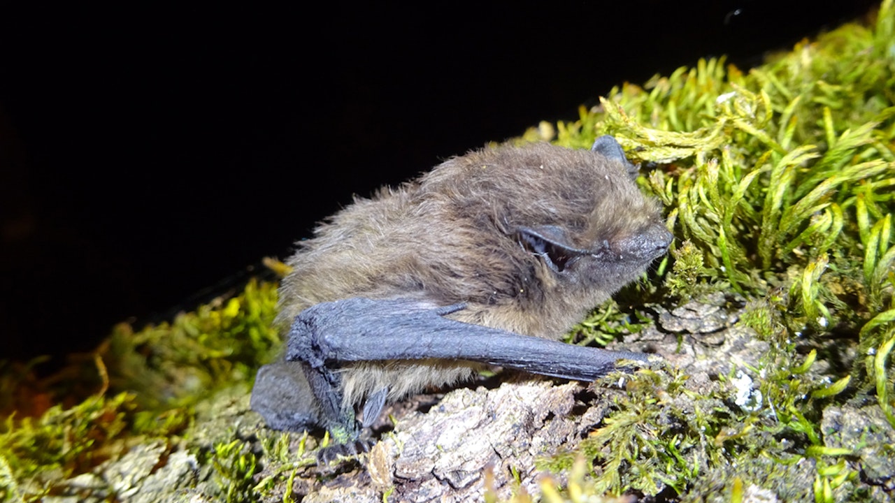 Pipistrelle commune