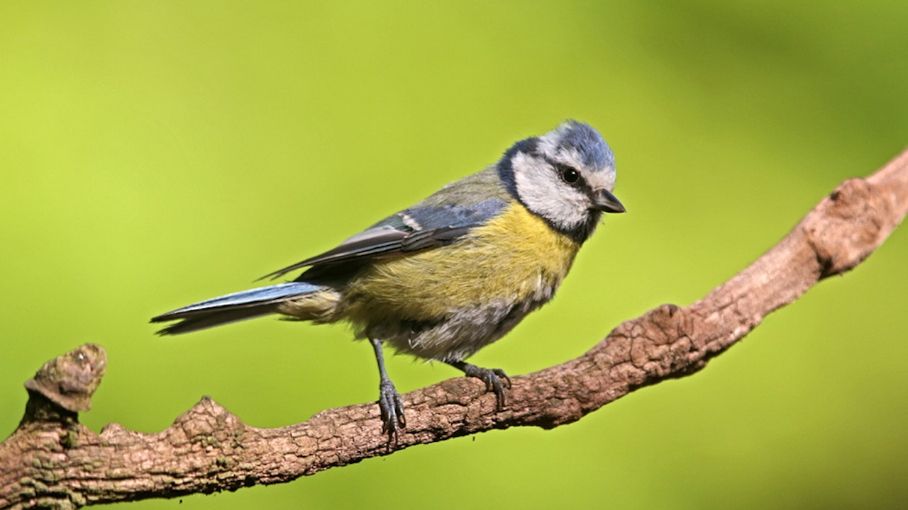 Mésange bleue
