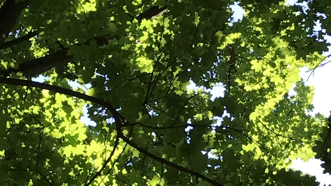La canopée d’un arbre
