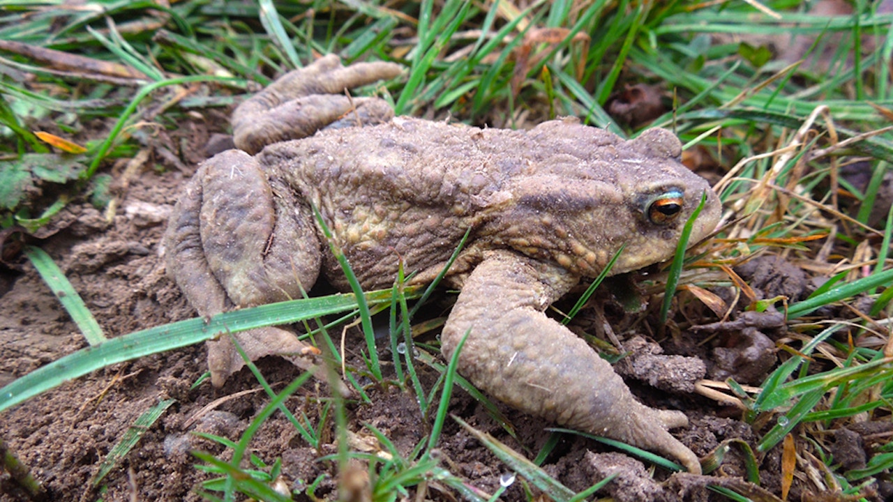 Crapaud commun