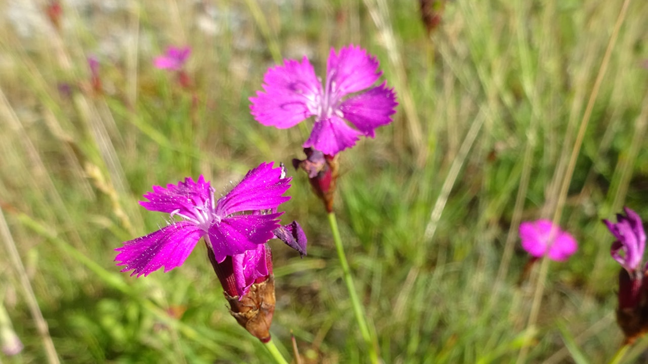 Œillet des Chartreux