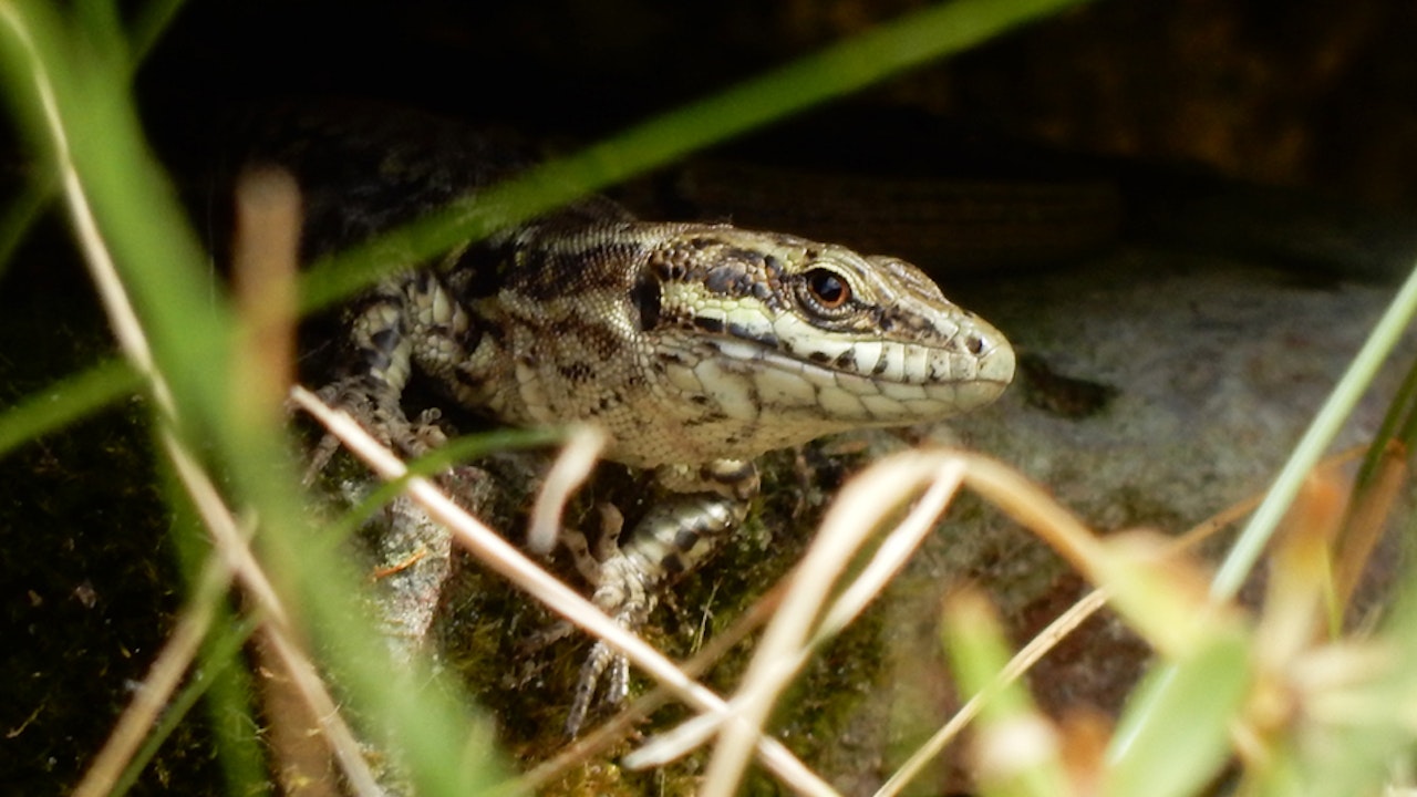 Lézard des murailles