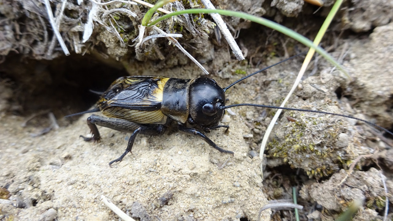 Grillon champêtre