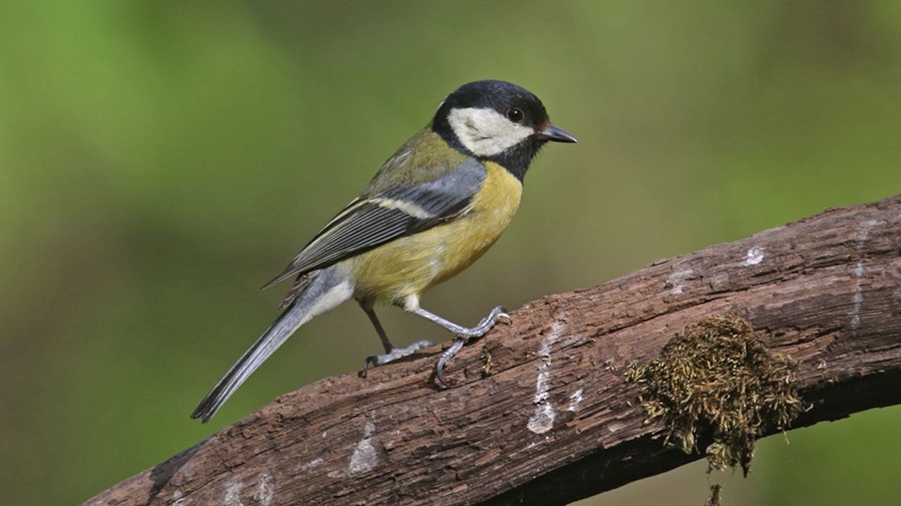 Mésange charbonnière