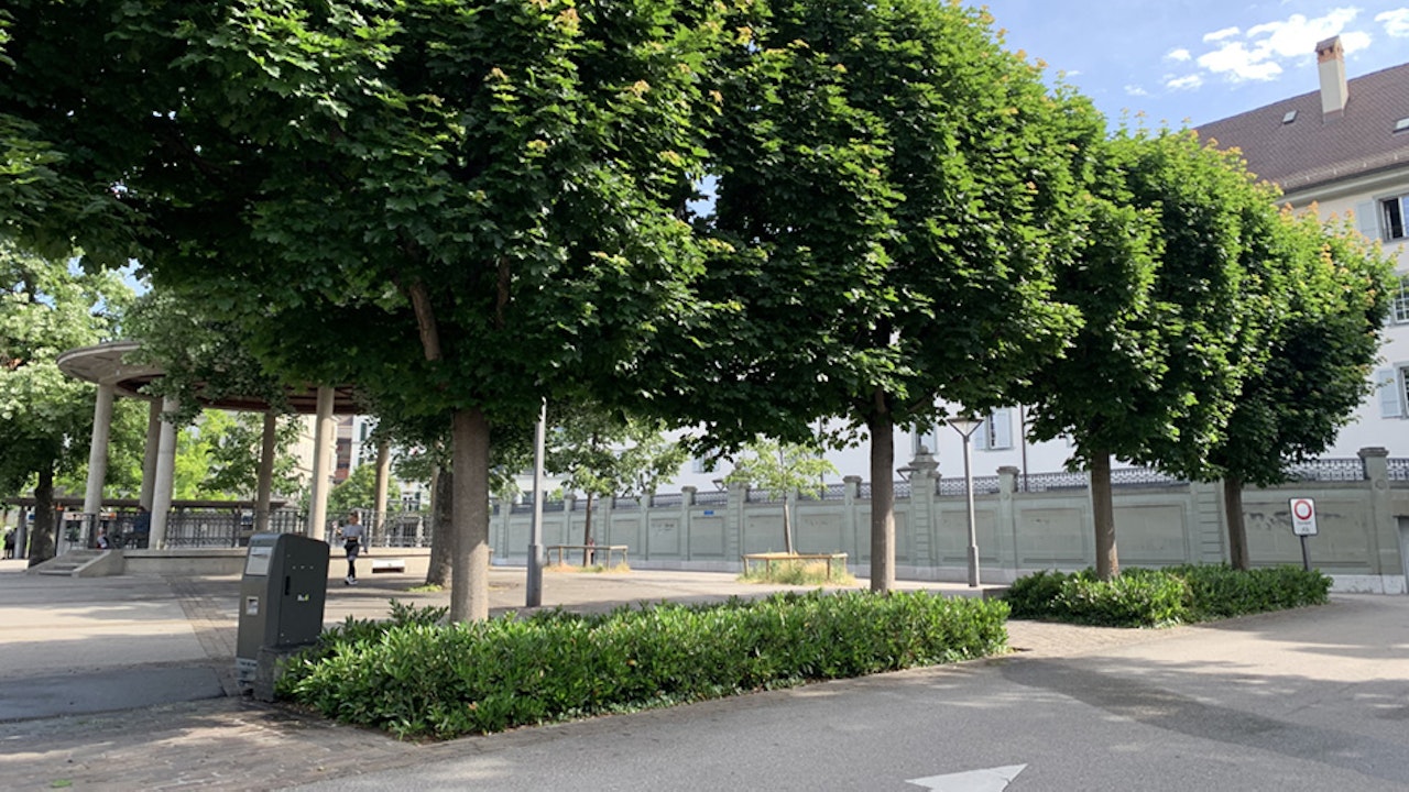 Erables forme «rideaux»