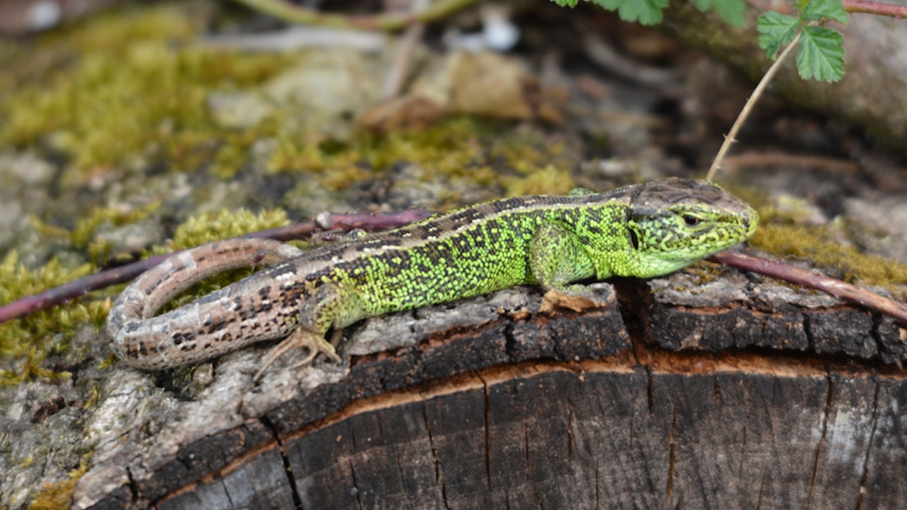 Lézard agile