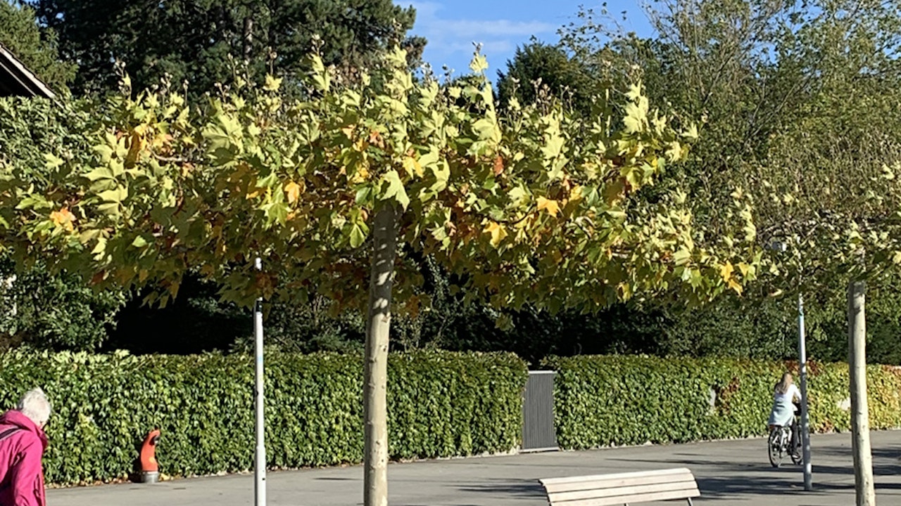 Platane forme «parasol»