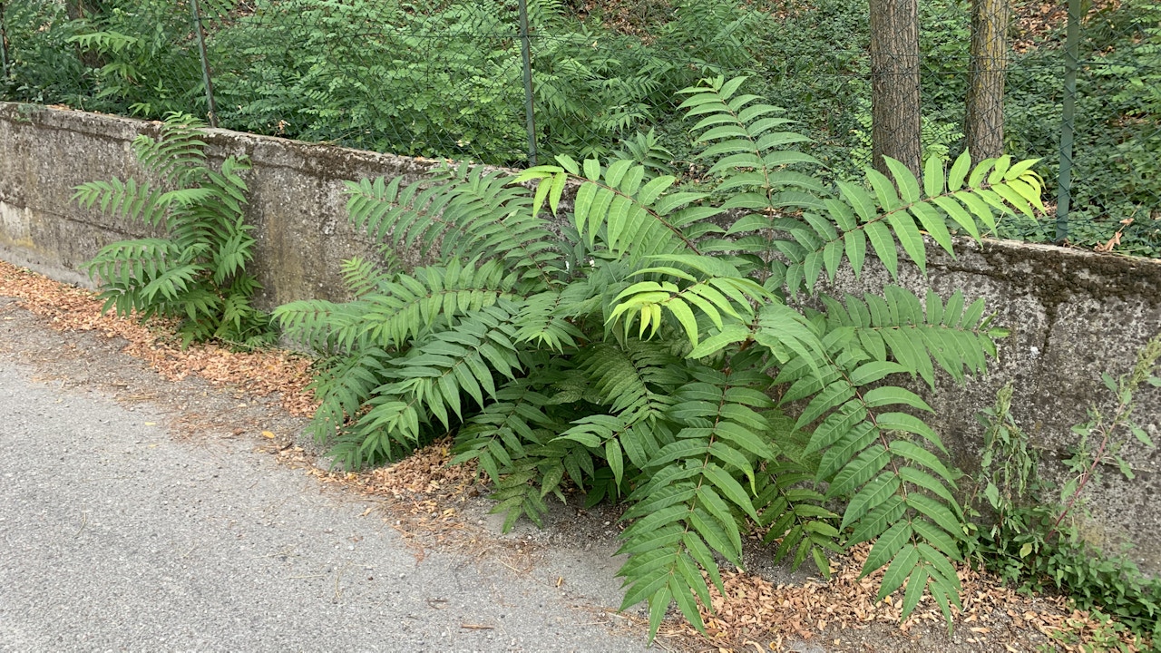 Certaines néophytes (plantes exotiques) déstabilisent nos milieux naturels.