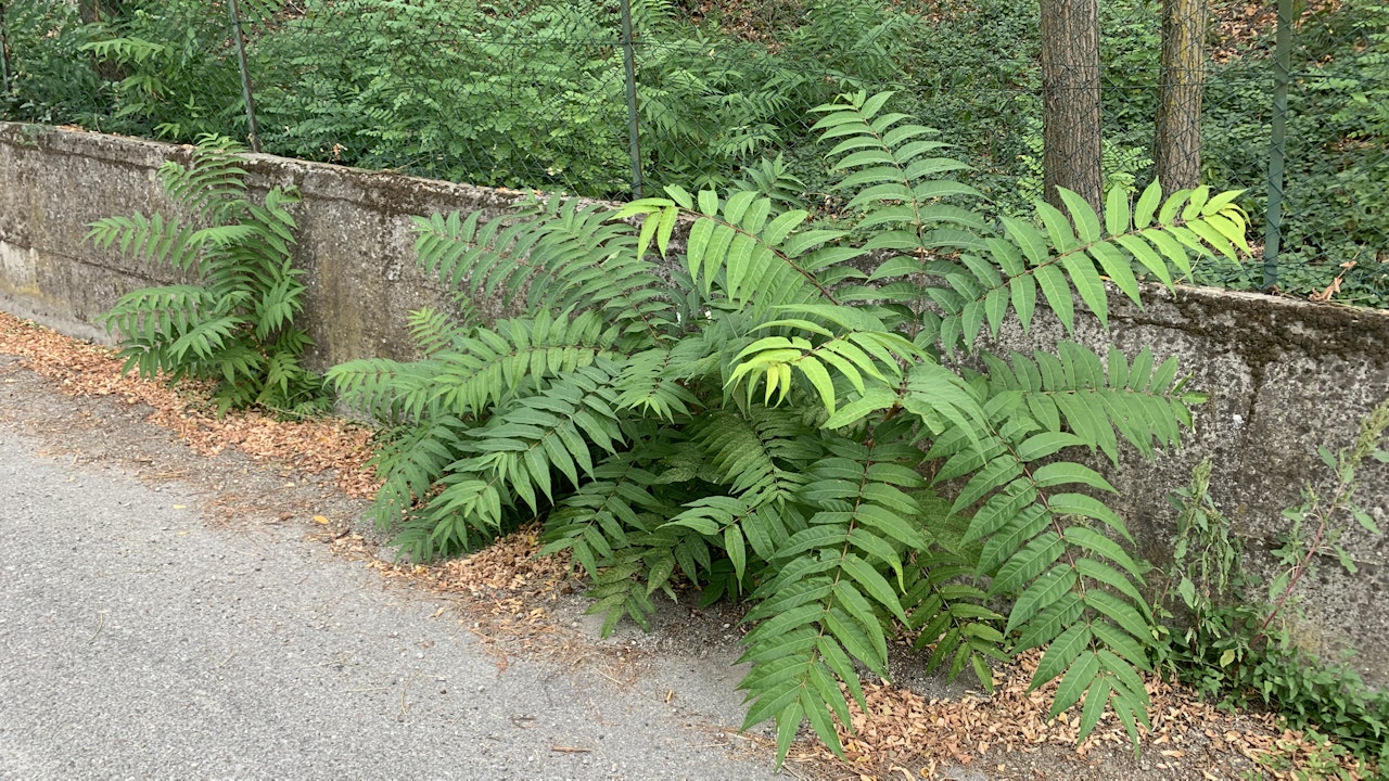 Certaines néophytes (plantes exotiques) déstabilisent nos milieux naturels.