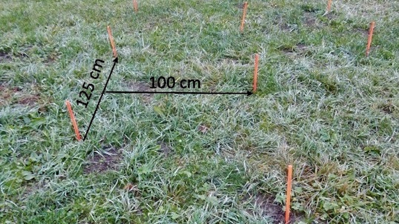 Piquetage pour plantation