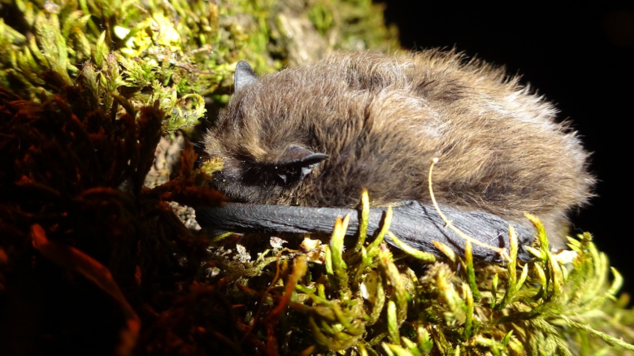 Pipistrelle commune