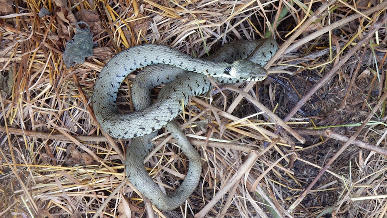 Couleuvre à collier